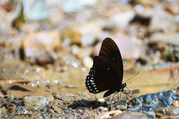 Black butterfly
