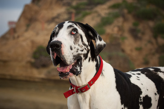 Great Dane dog outdoor portrait by bluffs