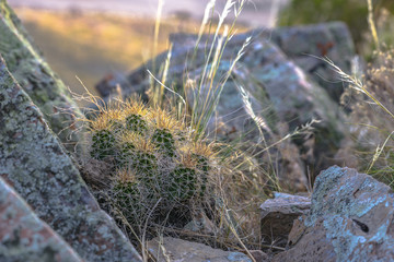 Mountain cactus growing between boulders