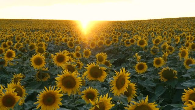 Sunflower Field. tilt Slow Motion