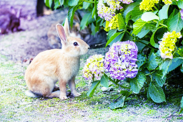 かわいいうさぎとアジサイ