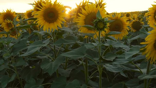 Sunflower In Slow Motion.Pedestal shot in Slow Motion