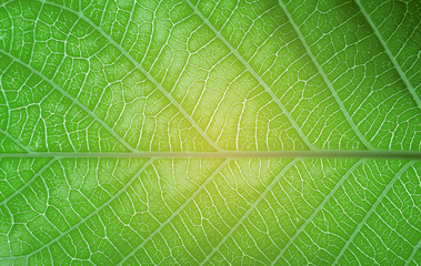 Green leaves natural background wallpaper, leaf texture, green leaves wall background