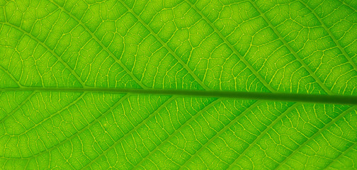 Green leaves natural background wallpaper, leaf texture, green leaves wall background