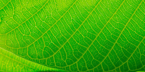 Green leaves natural background wallpaper, leaf texture, green leaves wall background