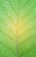 Naklejka na ściany i meble Green leaves natural background wallpaper, leaf texture, green leaves wall background