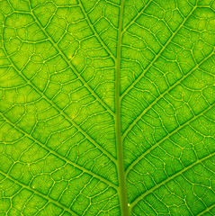 Naklejka na ściany i meble Green leaves natural background wallpaper, leaf texture, green leaves wall background