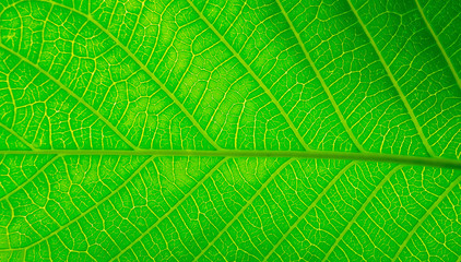 Green leaves natural background wallpaper, leaf texture, green leaves wall background