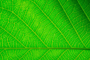 Green leaves natural background wallpaper, leaf texture, green leaves wall background