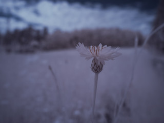 infrared photography of plants - ir photo of a flower