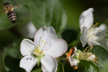 The bee sits on a flower of a bush blossoming apple-tree and pollinates him