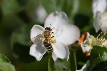 The bee sits on a flower of a bush blossoming apple-tree and pollinates him