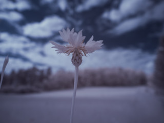 infrared photography of plants - ir photo of a flower