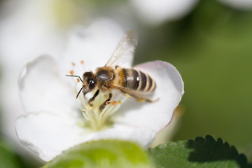 The bee sits on a flower of a bush blossoming apple-tree and pollinates him