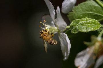 The bee sits on a flower of a bush blossoming apple-tree and pollinates him