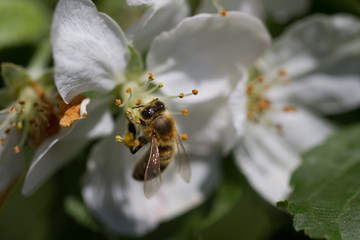 The bee sits on a flower of a bush blossoming apple-tree and pollinates him