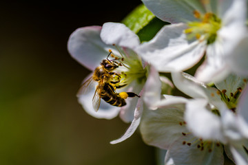 The bee sits on a flower of a bush blossoming apple-tree and pollinates him