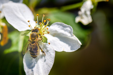 The bee sits on a flower of a bush blossoming apple-tree and pollinates him