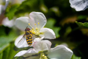The bee sits on a flower of a bush blossoming apple-tree and pollinates him