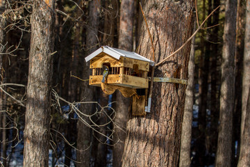 A bird feeder hangs on a tree on a winter frosty day.