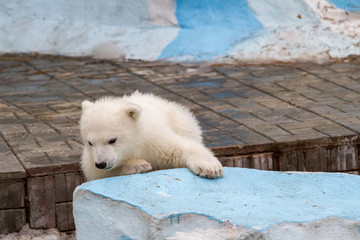 Little white bear in the city zoo