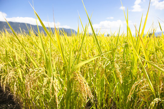 Closeup Beautiful Yellow Rice Field.