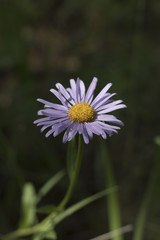 Field flower. Blooming meadow flower in sun flare. Summer background. Beautiful meadow. Summer flowers.
