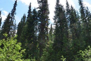 tall trees 4