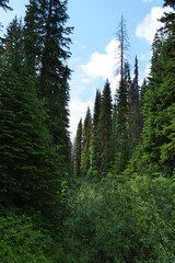 tall trees 3
