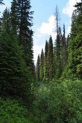 tall trees 2