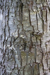 bark