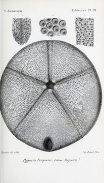 Fossils