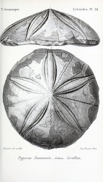 Fossils