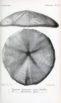 Fossils