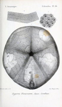 Fossils