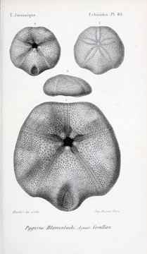 Fossils