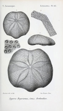Fossils