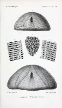 Fossils