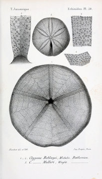 Fossils