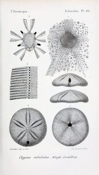 Fossils