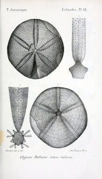 Fossils