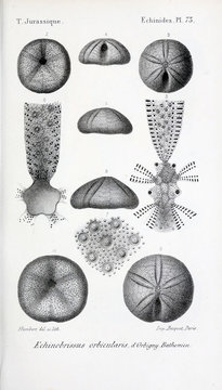 Fossils