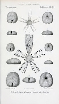 Fossils