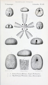 Fossils