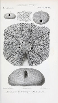 Fossils