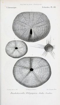 Fossils
