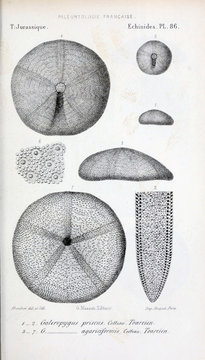 Fossils