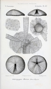 Fossils