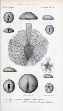Fossils