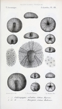 Fossils